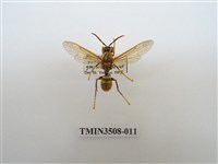 藏品(黑紋長腳蜂)的圖片